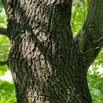 Quercus robur 树皮