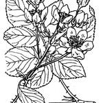 Rubus polonicus Other