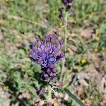 Muscari matritense Flower