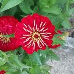 Zinnia haageana Cvet