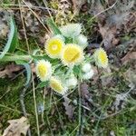 Helichrysum cooperi Flor