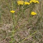 Tanacetum annuum Habit