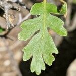 Quercus garryana Φύλλο