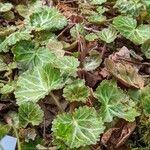 Saxifraga stolonifera Blad