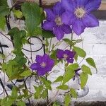 Clematis viticella花