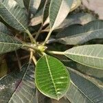 Plumeria obtusa Flor