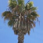 Washingtonia filifera عادت داشتن