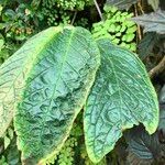 Columnea medicinalis 葉
