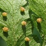 Microlepia speluncae Leaf