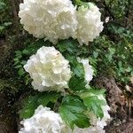 Viburnum macrocephalum Blüte