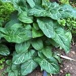 Arum italicum x Arum maculatum Hoja