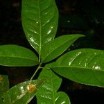 Peltostigma guatemalense Leaf