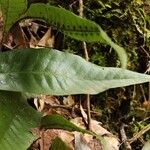 Neolepisorus ensatus Hoja