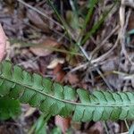 Lindsaea stricta Leaf