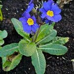 Primula × polyantha Habitus