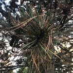 Pinus resinosa Φύλλο