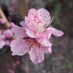 Prunus persica 花