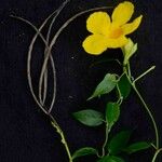 Mandevilla funiformis Flor