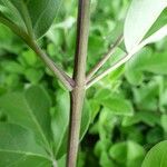 Vitex trifolia Bark