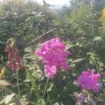 Lathyrus latifoliusFlower