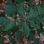 Rhododendron augustinii Hoja