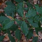 Rhododendron augustinii Frunză