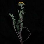 Hippolytia dolichophylla Hábito