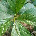 Citharexylum myrianthum Blatt