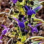 Trichostema