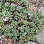 Limonium minutum Habitat