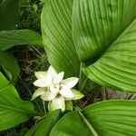 Curcuma aromatica Лист