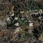 Lomatium nevadense Hàbitat