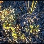 Astragalus monoensis Habitus