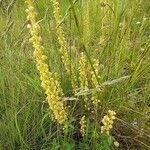 Orchis anthropophoraЦвят