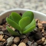 Crassula lanuginosa Feuille