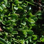 Salix retusa Likasa