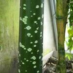 Amorphophallus titanum Bark