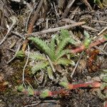 Alchemilla pinnata Leaf