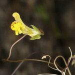 Neogaerrhinum filipes