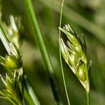 Juncus tenuis Плод