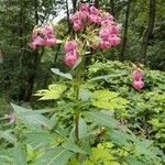 Impatiens glanduliferaBlomst