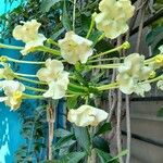 Brunfelsia americana Flower