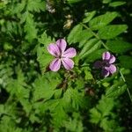 Geranium robertianumΛουλούδι