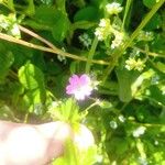 Geranium pusillum 花