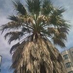 Washingtonia filifera পাতা