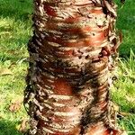 Prunus serrula Corteza