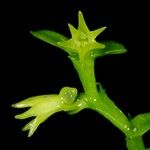 Taeniophyllum rudolfii Кора