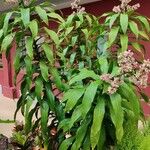 Dracaena fragrans Hábito