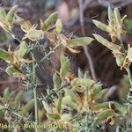 Stauracanthus genistoides Inny