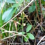 Eulophia maculata Blomst